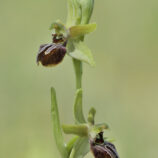 Spinnenragwurz (Ophrys sphegodes)