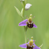 Bienenragwurz (Ophrys apifera var. aurita)