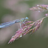 Blaue Federlibelle