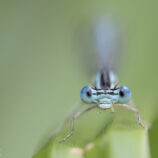 Blaue Federlibelle