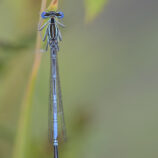 Blaue Federlibelle