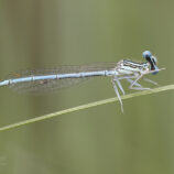 Blaue Federlibelle