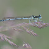 Blaue Federlibelle