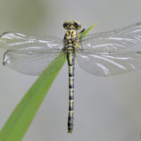 Kleine Zangenlibelle