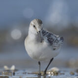 Sanderling