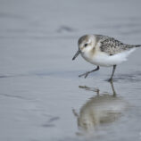 Sanderling