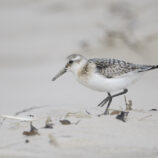 Sanderling