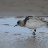 Sanderling