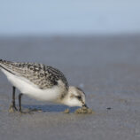 Sanderling