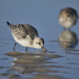 Sanderling
