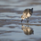 Sanderling
