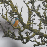 Eisvogel