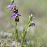 Apulische Ragwurz (Ophrys apulica)