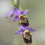 Apulische Ragwurz (Ophrys apulica)