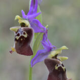 Apulische Ragwurz (Ophrys apulica)