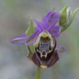 Apulische Ragwurz (Ophrys apulica)