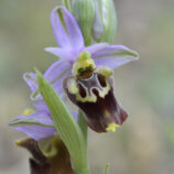 Apulische Ragwurz (Ophrys apulica)