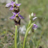 Apulische Ragwurz (Ophrys apulica)