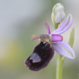 Bertoloni-ähnliche Ragwurz (Ophrys bertoloniiformis)