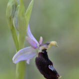Bertoloni-ähnliche Ragwurz (Ophrys bertoloniiformis)