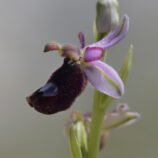 Bertoloni-ähnliche Ragwurz (Ophrys bertoloniiformis)