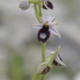 Bertoloni-ähnliche Ragwurz (Ophrys bertoloniiformis)
