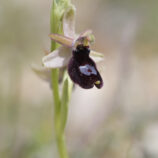 Bertoloni-ähnliche Ragwurz (Ophrys bertoloniiformis)