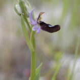 Bertoloni-ähnliche Ragwurz (Ophrys bertoloniiformis)