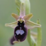 Bertoloni-ähnliche Ragwurz (Ophrys bertoloniiformis)
