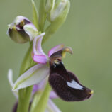 Bertoloni-ähnliche Ragwurz (Ophrys bertoloniiformis)
