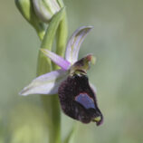 Bertolonis-Ragwurz (Ophrys bertolonii)