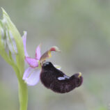 Bertolonis-Ragwurz (Ophrys bertolonii)