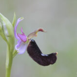 Bertolonis-Ragwurz (Ophrys bertolonii)
