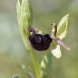 Bertolonis-Ragwurz (Ophrys bertolonii)