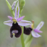 Bertolonis-Ragwurz (Ophrys bertolonii)