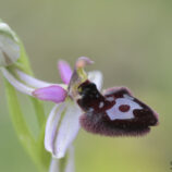 Hybride Ophrys bertolonii x Ophrys incubacea