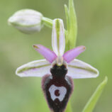 Hybride Ophrys bertolonii x Ophrys incubacea