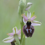 Hybride Ophrys bertolonii x Ophrys incubacea