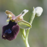 Hybride Ophrys bertolonii x Ophrys incubacea