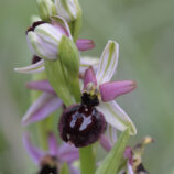 Hybride Ophrys bertolonii x Ophrys incubacea - Bild-Nr. Anke_46840L