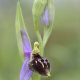 Brillen-Ragwurz (Ophrys biscutella)