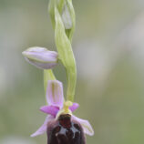 Brillen-Ragwurz (Ophrys biscutella)
