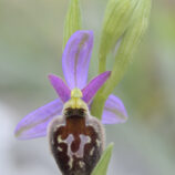 Brillen-Ragwurz (Ophrys biscutella)