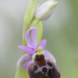 Brillen-Ragwurz (Ophrys biscutella)