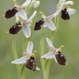 Brillen-Ragwurz (Ophrys biscutella)