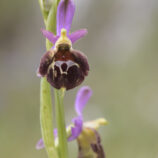 Brillen-Ragwurz (Ophrys biscutella)