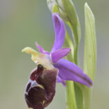 Brillen-Ragwurz (Ophrys biscutella)
