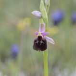 Brillen-Ragwurz (Ophrys biscutella)
