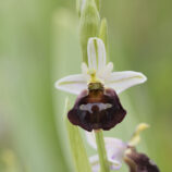 Brillen-Ragwurz (Ophrys biscutella)