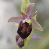 Brillen-Ragwurz (Ophrys biscutella)